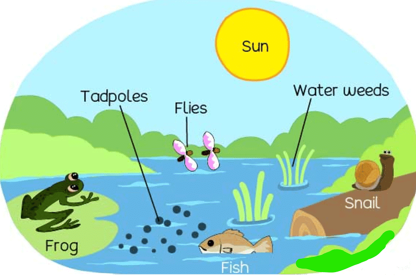 Ecosystem: Introduction & Types | Biology Class 12 - NEET