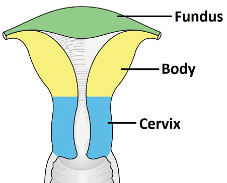 The Female Reproductive System | Biology Class 12 - NEET