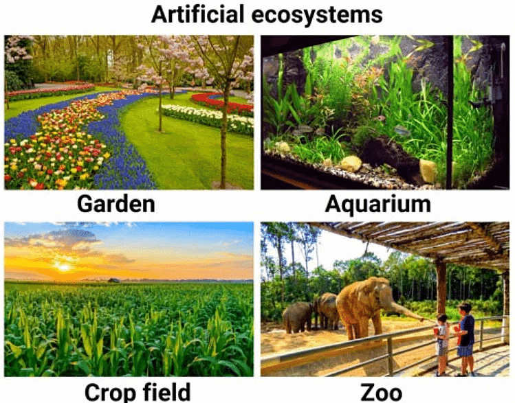 Ecosystem: Introduction & Types | Biology Class 12 - NEET
