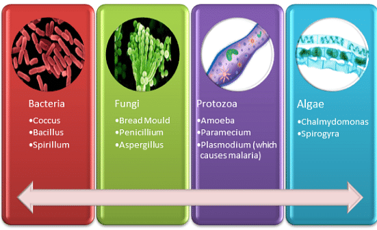Microorganisms: Friend and Foe Class 8 Notes Science Chapter 2