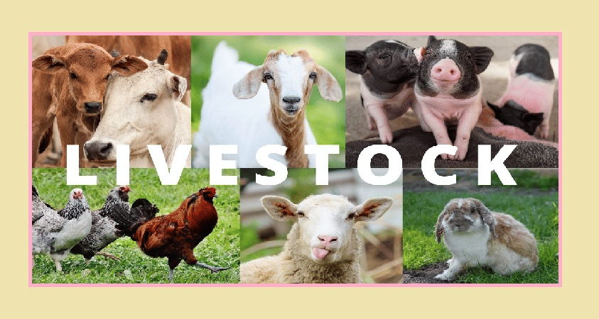 Livestock