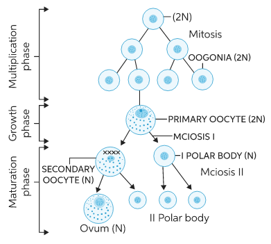 Phases of Oogenesis