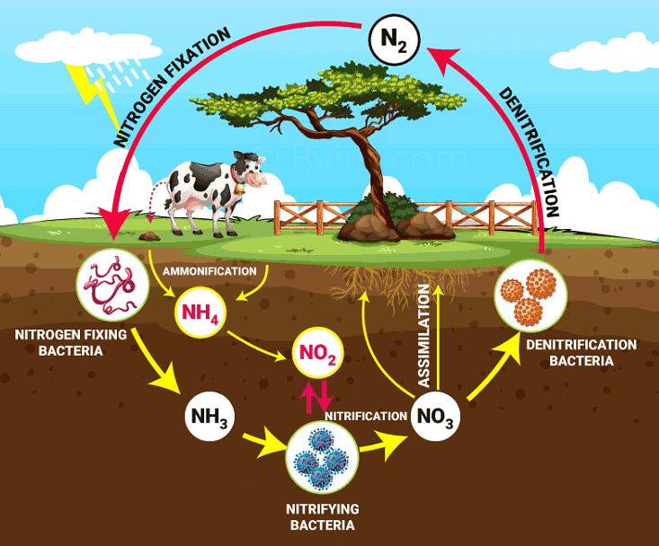 Microorganisms: Friend and Foe Class 8 Notes Science Chapter 2