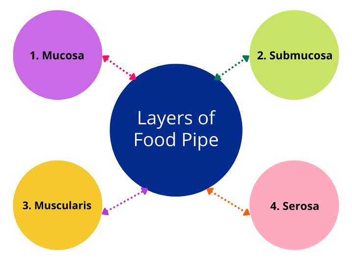 Layers of Food Pipe