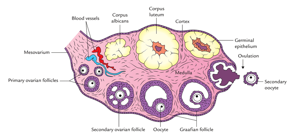 Transverse section of Ovary