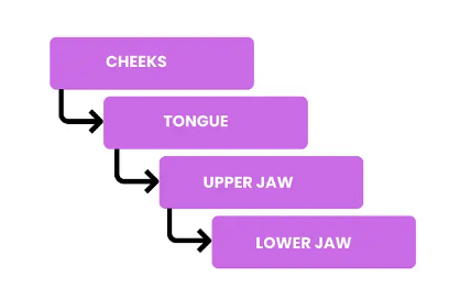 1. Mouth and Buccopharyngeal Cavity