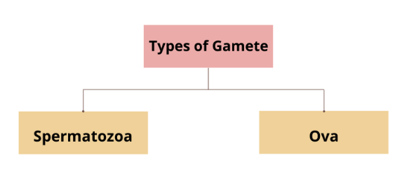 Gametogenesis: Spermatogenesis and Oogenesis | Biology Class 12 - NEET