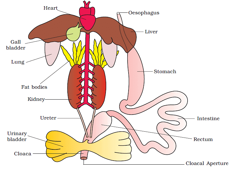 Anatomy of a Frog