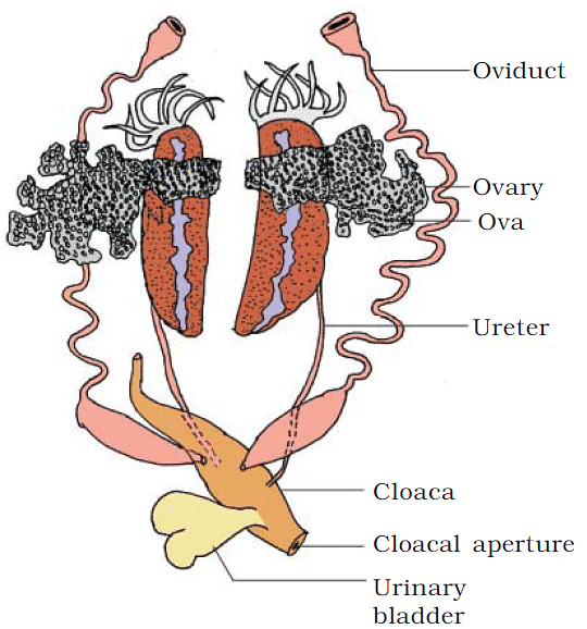 Female Reproductive System