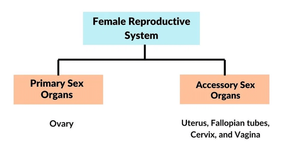 The Female Reproductive System | Biology Class 12 - NEET