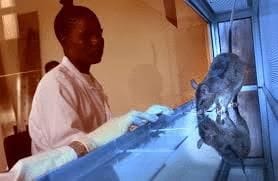 HeroRATS for Tuberculosis Elimination