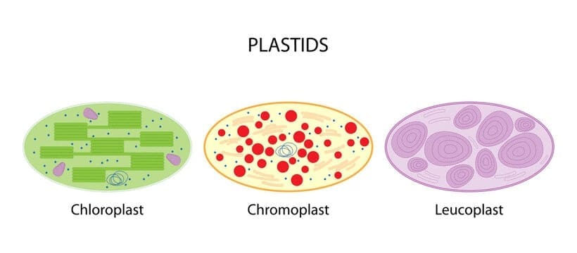 2.2 Types of Plastids
