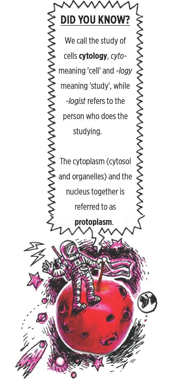 Different types of cells