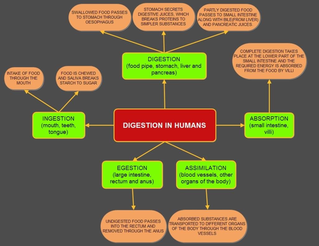 MIND MAP 2.2 - Class 7 PDF Download