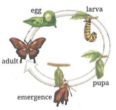 11.4 Variations in Reproduction in Animals