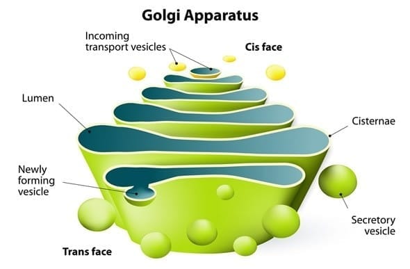 Protein Trafficking: Golgi, Endosomes and Sorting