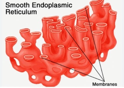 Smooth Endoplasmic Reticulum (SER)