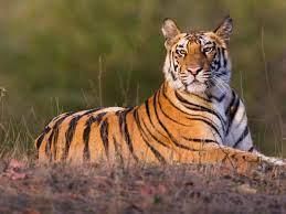 Endangered Animals | General Knowledge for Young Learners - Class 1