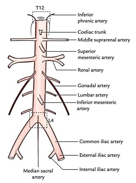 Course and branches of the abdominal aorta