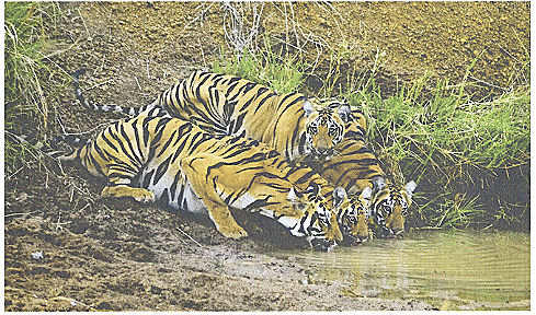 Saving The Tiger Chapter Notes | Gul Mohar Class 6: Book Solutions, Summaries & Worksheets