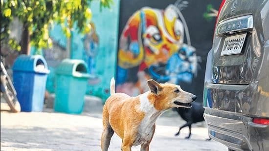 SC Orders Relocation of Stray Dogs from Public Premises