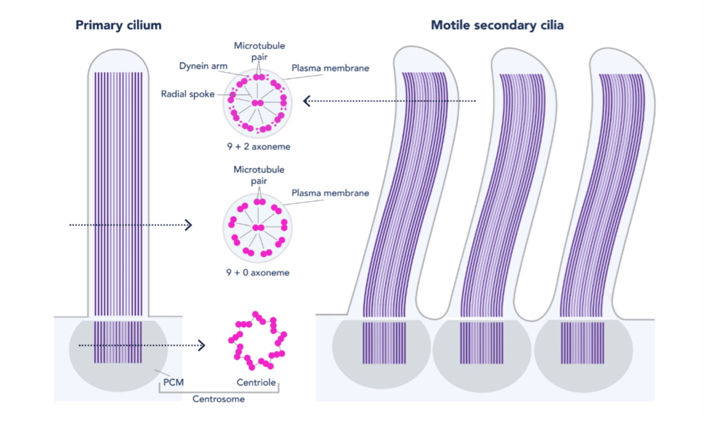 Cilia and Motility