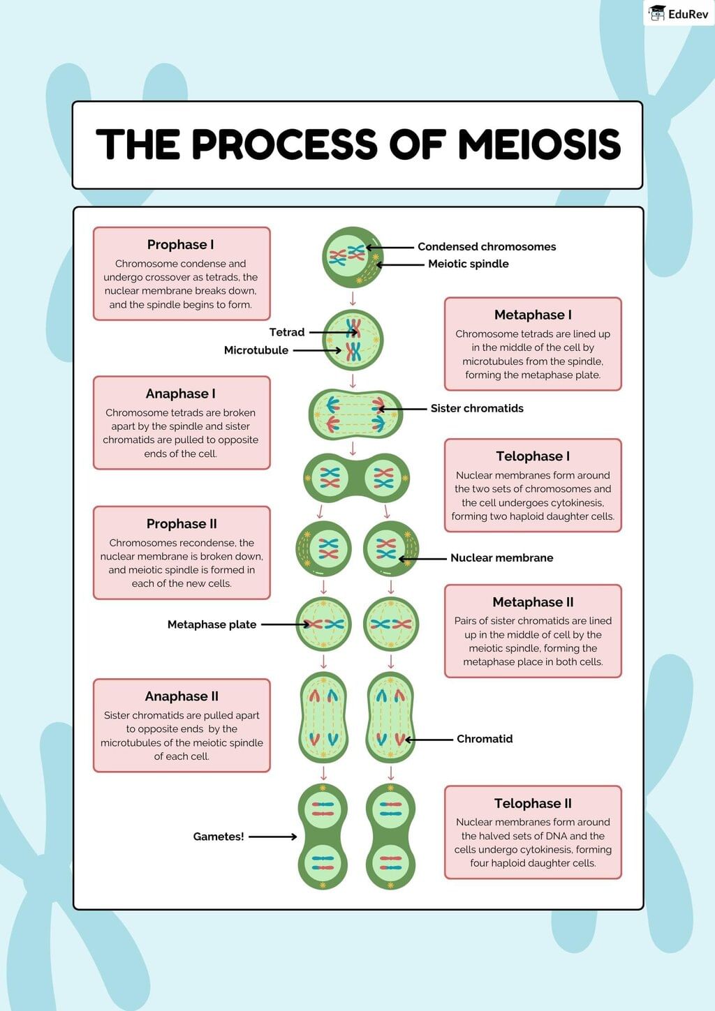 Infographics: Process of Meiosis | Biology Class 11 - NEET
