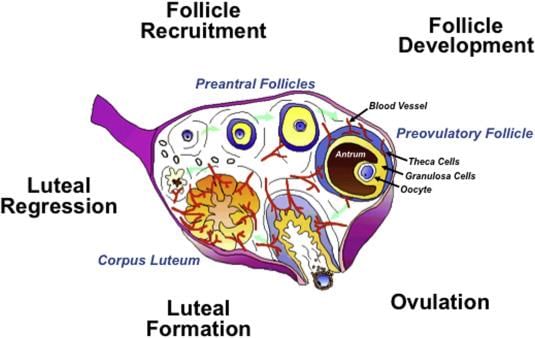 Corpus Luteum - an overview | ScienceDirect Topics