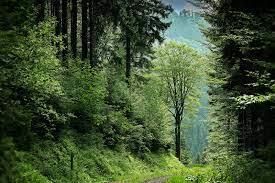 Forest and Wildlife - 1 Class 4 Worksheet SST