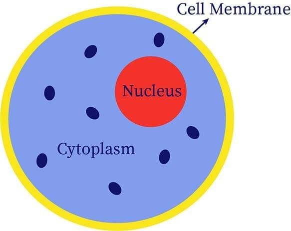 The Invisible Living World: Beyond Our Naked Eye Chapter Notes | Science Curiosity Class 8 - New NCERT