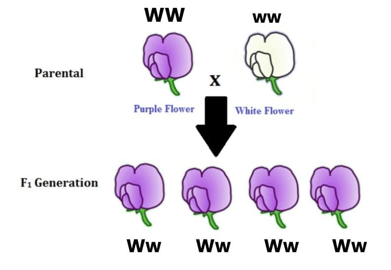 Previous Year Questions 2025