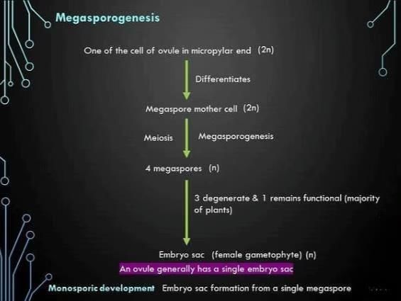 Sexual Reproduction in Flowering Plants Chapter Notes | Biology Class 12 - NEET