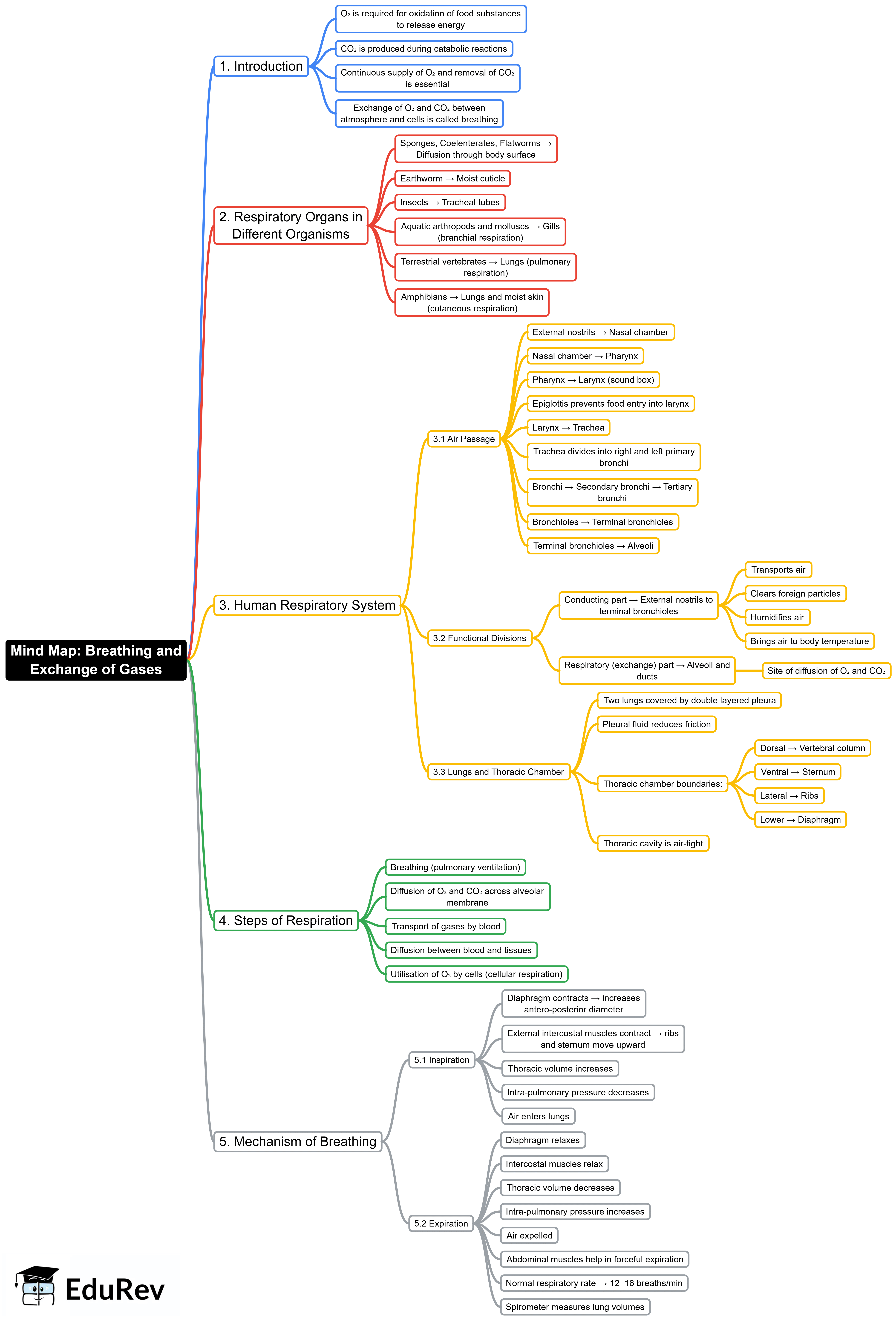 Mind Map: Breathing and Exchange of Gases