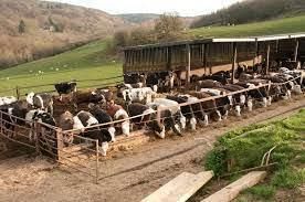 Agriculture - 2 Class 4 Worksheet SST