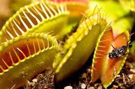 Class 4 Science - How Do Plants Make Their Food - CBSE Worksheets - 1