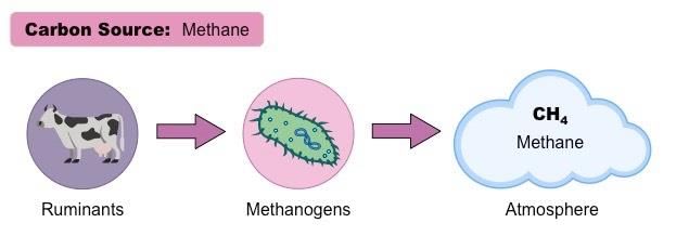 Introduction of Biological Classification | Additional Study Material for NEET