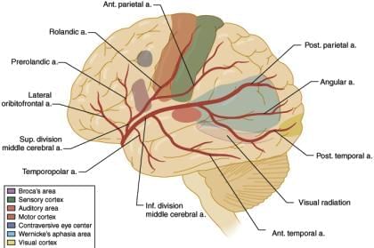 Neuroanatomy - 4 Chapter Notes | Anatomy - NEET PG
