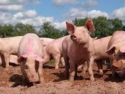 Livestock - 1 Class 4 Worksheet SST