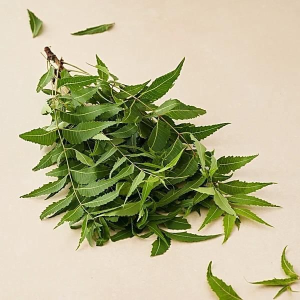 Detailed Summary: Neem Baba | Chapter Notes For Class 6