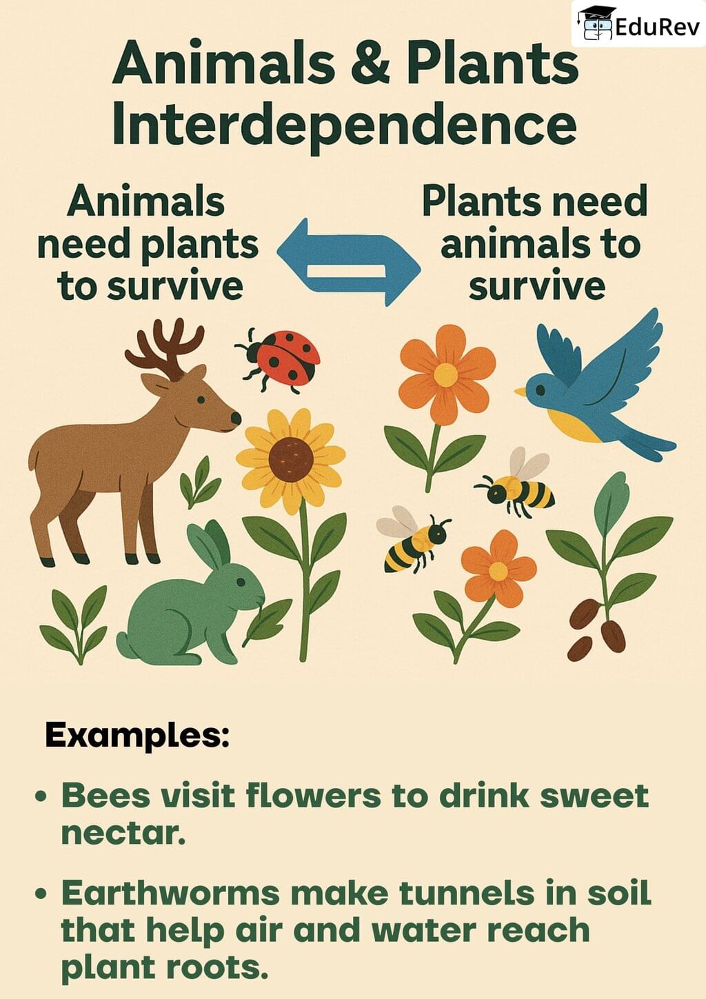 Poster: Plants and Animal Live Together | EVS Class 3: The World around us (Our Wondrous World)