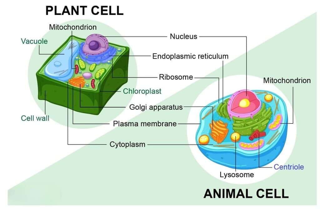 Revision Notes: Cell The Unit Of Life | Biology Class 9 ICSE