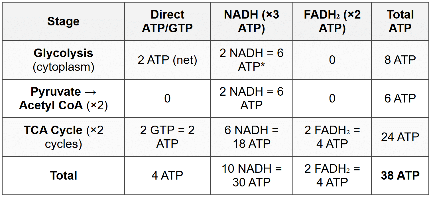 5.1 Stage-wise ATP Yield