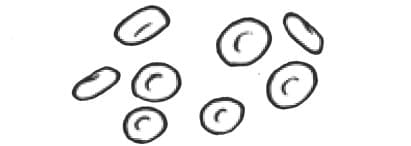 Cells differ in shape and size