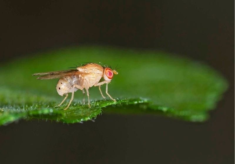 New Species of Fruit Flies Identified