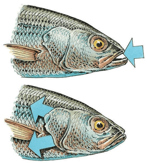 Gills of Fish