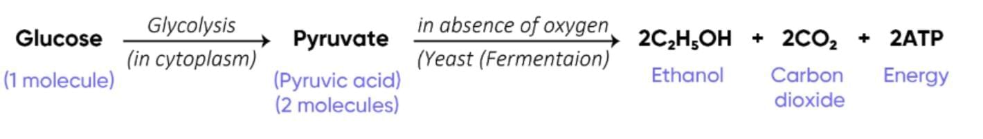 Class 10 Science Chapter 5 Previous Year Questions - Life Processes