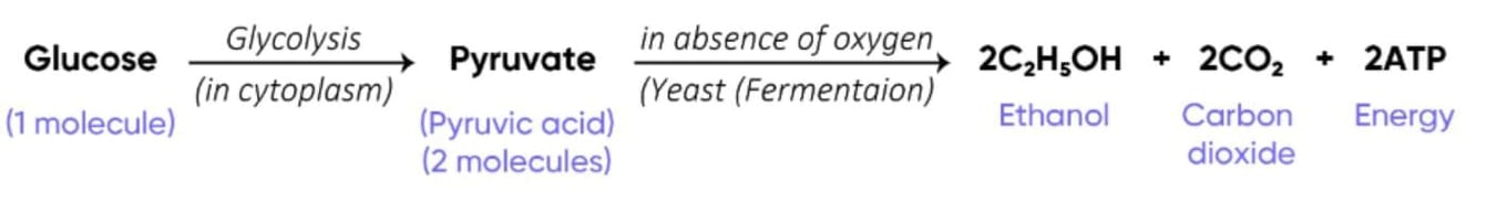 Previous Year Questions 2025