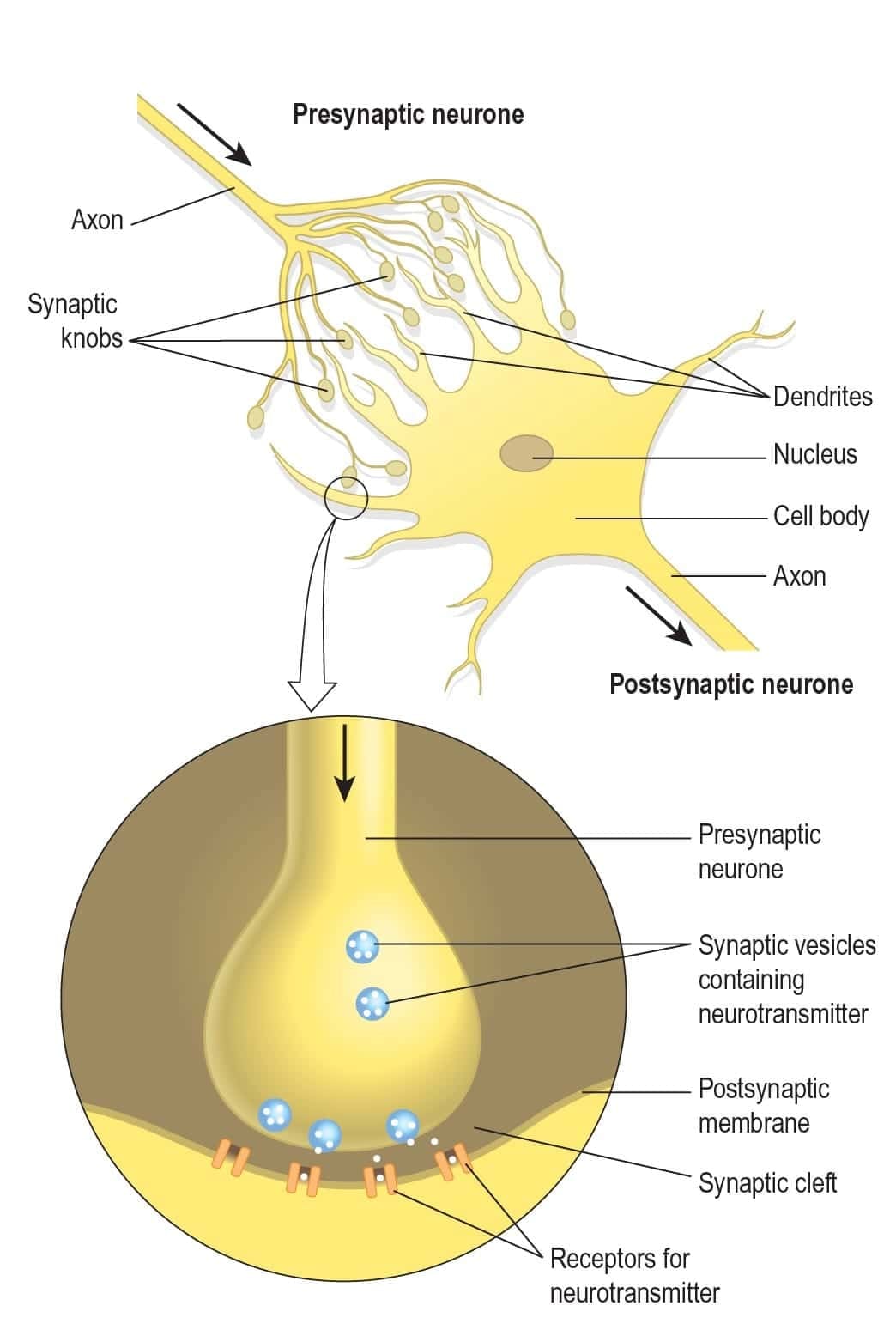 The Nervous System - 1 Chapter Notes - Anatomy and Physiology in Health
