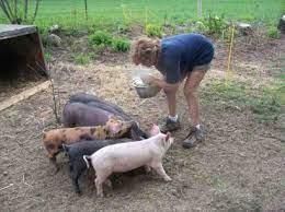 Livestock - 1 Class 4 Worksheet SST