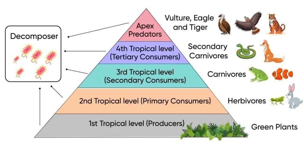 How Nature Works in Harmony Chapter Notes | Chapter Notes For Class 8